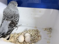 YUMURTA YAVRU GARANTİLİ SHOW JUMBO TAKIM MUHABBET KUŞU