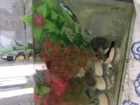 tetra vatoz lepistes çöpçü balıkları