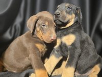 Orjinal Doberman