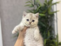 Brıtısh Shorthair Irk Garantili Yavrularım
