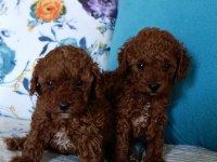 Toy poodle yavrularımız