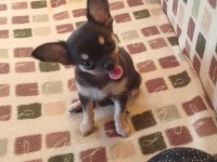 Son 1 Yavru chihuahua