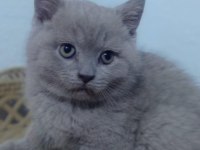 Bristh shorthair ve scotih fold yavrularimiz