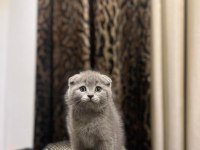 EV ORTAMINDA BÜYÜYEN SCOTTISH FOLD YAVRULARIM 