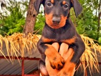Doberman yavrularımız