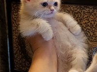 Lilac golden erkek yavru british shorthair