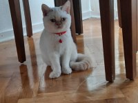 British Blue Point Kedimiz