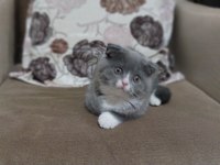 Scottish Fold prensesime yuva aranıyor