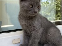 Gri kırık kulak yavru scottish fold
