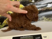 Çok Tatlı Orijinal Teacup Poodle Yavrusu