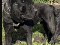 Cane Corso Dev Yavrular