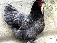 BLUE AUSTRALOP KULUÇKALIK YUMURTA