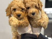 Poodle bebekler