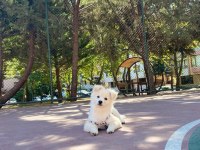 4 Aylık Pomeranian Spitz Cinsi Dişi Yavrumuz