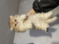 Anne Baba Şecereli Safkan British Longhair Dişi