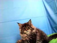 İlloai ve Arthur eşleşmesinin en iri yavrusu maine coon