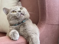 British shorthair