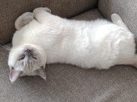 SECERELİ BABA, SAF KAN ANNEDEN BRITISH SHORTHAIR