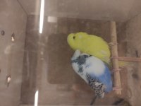 Şov jumbo Tepeli muhabbet kuşlar