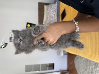 British shorthair