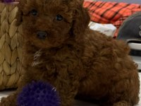 TUVALET EĞİTİMLİ KİLO GARANTİLİ TOY POODLE YAVRULARIM
