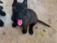 Param güvende ile tüm türkiyeye kapıda ödemeli malinois