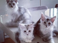 Safkan şecereli Maine coon