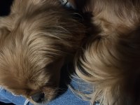 SİVAS/MERKEZ PEKİNEZ KÖPEĞİMİZ (ÜCRETLİDİR)