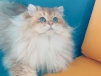 Şecereli golden longhair british 1 yaşında erkek