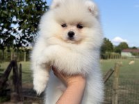 KUSURSUZ KARBEYAZ AYI SURAT POMERANİAN BOO