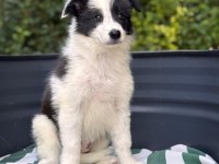Petmode Köpek Çiftliğinden border coli yavrularımız