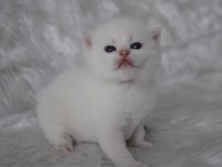 SAFKAN BRITISH SHORTHAIR BEBEKLER