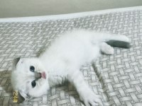 Safkan Minnak Scottish Fold Kızım