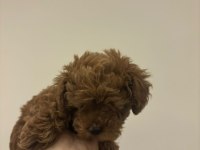 Toy poodle kore dişi yavrumuz satılıktır bilgi için dm