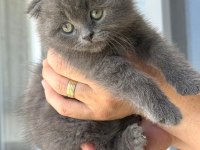 Scottish Fold Yavrularımız