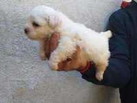 Maltese yavruları