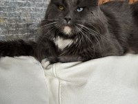 Full şecereli mükemmel profilde dev Maine Coon yavruları