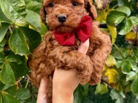 Orjinal ırk ve sağlık garantili poodle