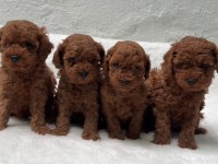 Safkan Poodle Yavrular Türkiye Geneli 81 İle Gönderim