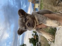 Egzotik French Bulldog
