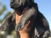 XXL CANE CORSO YAVRULAR TESLİME HAZIR