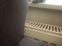 3 yavru scottish fold