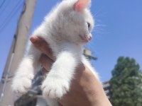 Pamuk British Shorthair Prenses Yeni Yuvasını Arıyor