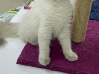 A kalite sağlıklı yavrular british shorthair
