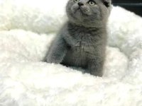 british kırık kulak scottish fold