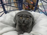 Scottish fold yavrumuz