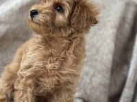 Poodle gibi maltipoo