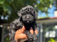 A kalite 1. Sınıf kore toy poodle