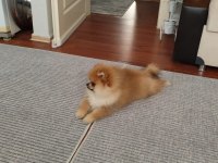 4 aylık pomeranian boo erkek
