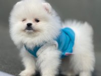 Ankaranın en gözde pomeranian yavruları